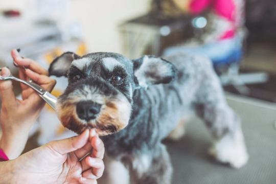 coupe ciseaux pour chien