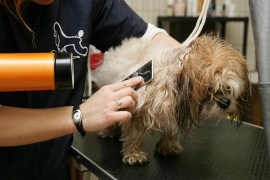 salon de toilettage chien