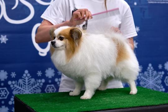 débourrage poil mort chien